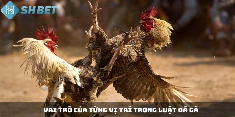 luật đá gà